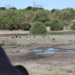チョベ国立公園　ゲームサファリ　餌を啄ばんでいるアフリカハゲコウ、こちらはのどか