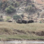 象のエリア　川向こうの草原に10数頭の象の群れ