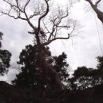 タ・プローム　スポアンの巨木が鬱蒼と生い茂り神秘的な感じがする。