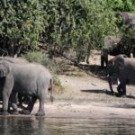 チョベ国立公園　ボートサファリ　象の家族