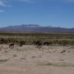 ウユニ塩湖への道路　リャマやアルパカが放牧されている