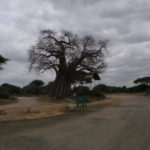 バオバブの木　タランギーレでまず目につくのはバオバオの木、樹齢500～600年