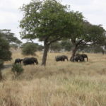 象のエリア　象のエリアなのか、木の元に象が集まってきている