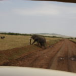 象　象さんが道路を横切っている、人間どもはその間待機