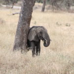 象のエリア　若者の象が体を木の幹に擦りつけている、体の虫を落としているのだろうか