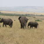 象　道路を横切った象は仲間に加わった