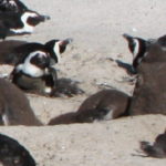 ボルダーズビーチ　親が餌を獲りにいっている間、子供達が巣からでてきてグループで防御と保温をする
