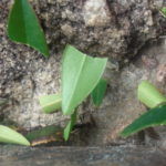 チナクの滝　葉切り蟻、巣に持ち帰ってきざみ、キノコを育てて食用にする
