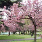 ボルゲーゼ公園　桜が満開