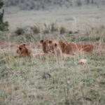 ライオン　メスライオンも２匹の子供ものんびりとしている