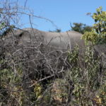 チョベ国立公園　ゲームサファリ　象の巨体が見えてきた
