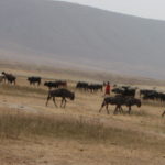 ンゴロウゴロ　サファリ　ヌーの群れの中に、牛を追っているマサイがいる。彼らはンゴロンゴロで放牧することが認められている