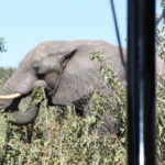 チョベ国立公園　ゲームサファリ　象の初お目見え
