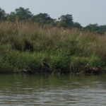 カヌーの川下り　岸辺ではハゲコウが餌をねらっている