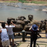 象の水浴び　観光客はカメラのシャッターを押すのに大忙し