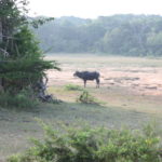 ヤーラ国立公園サファリ　広っぱに出てくると水牛がいる。なんだか普通の牛のようだ