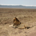 ライオン　道路脇にオスライオンがじっと座っている。人間どもを恐れる様子はない