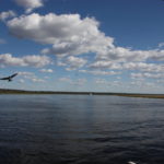 チョベ国立公園　ボートサファリ　ワシが飛ぶ、のどかなチョベ川の風景