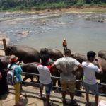 象の水浴び　水浴びを終えて象たちが川岸に集められている