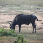 ヤーラ国立公園サファリ　アフリカのバッファローに比べると角が小さい
