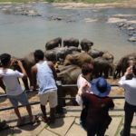 象の水浴び　段々と象たちが集まってくる