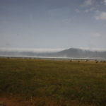 ンゴロウゴロ　サファリ　遠くにヌーの群れが見える、さながら大移動のようだ