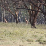 ナクル湖サファリ　２頭のキリンが林から出てきている