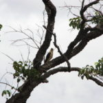 サポの滝　サポの滝からの帰り道で見た鳥