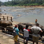象の水浴び　象たちが川岸に上がってくる