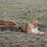 ライオン　子供たちも母親のところにやって来た襲われる心配がないのでのんびり過す