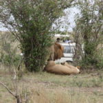 ライオン　オスライオンがやさしくメスライオンを見つめている