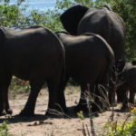 チョベ国立公園　ゲームサファリ　象の家族,子供が可愛い