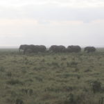 象の群れ　遠くの湿地帯を象の群れが移動している、朝食はまだのようだ