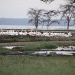 ナクル湖サファリ　湖畔、ペリカンの群れが水際に40～50羽