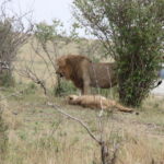 ライオン　潅木の左に移動、両者満足のようだ