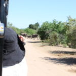 チョベ国立公園　ゲームサファリ　象の家族が道を渡っている。人間どもは渡り切るまでお待ちしている。