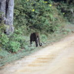 ヤーラ国立公園サファリ　出発から１時間半、豹にやっと会えた