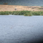 ゴイトクトクの泉　ンゴロンゴロのピクニックエリア。カバが多数浮かんでいる