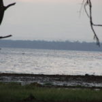 ナクル湖サファリ　50～60m沖にフラミンゴ