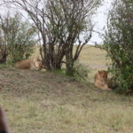 ライオン　近くではメスライオンがだらしなく眠っている