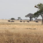 象の移動　象の群れが移動している、水を求めてタランギーレ川を目指している？