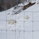 ユーコン野生動物保護区　マウンテンゴート、山腹の３匹も雪の下の餌を食べているようだ