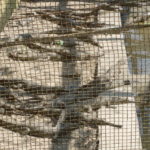 ワニ園　金網の中には同じ大きさのワニが飼育されている