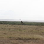 キリン　湿地と枯れ草原の際にキリンがいる