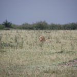 ライオン　草原の真ん中でオスライオンが悠然としている