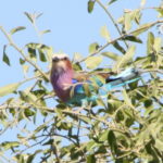 チョベ国立公園　ゲームサファリ　このド派手な鳥はブッポウソウの仲間？