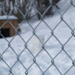 ユーコン野生動物保護区　北極キツネ、真っ白い体をしているので雪の上では見分けが難しい