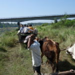 タルー族の村　牛車に乗ってタルー族の村に出発