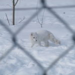 ユーコン野生動物保護区　北極キツネ、すぐ近くに来てやっと分かる