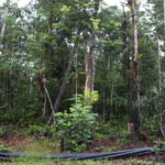 カラオ川クルーズ　ラトンシート島キャンプ場はジャングルに囲まれている